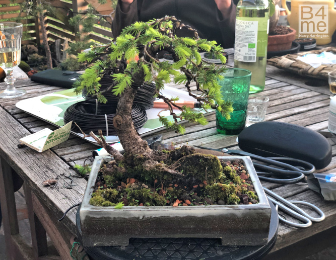 spruce bonsai
